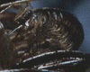 bug.gif